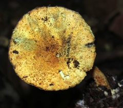 Lepiota trichroma