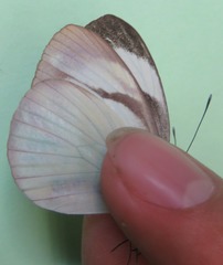 Itaballia demophile centralis