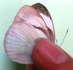 Itaballia demophile centralis