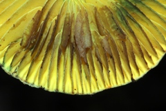 Lepiota trichroma