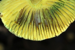 Lepiota trichroma
