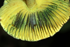 Lepiota trichroma
