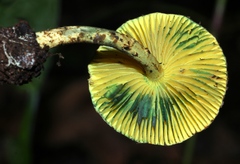 Lepiota trichroma