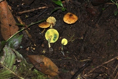 Lepiota trichroma