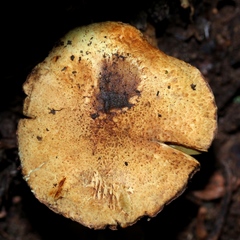 Lepiota trichroma