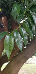 Cocculus laurifolius