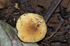 Lepiota trichroma