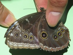 Morpho helenor narcissus
