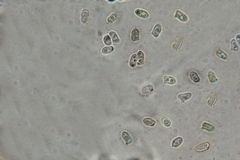 Lepiota trichroma