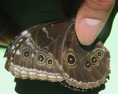 Morpho helenor narcissus