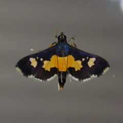 Salbia zena