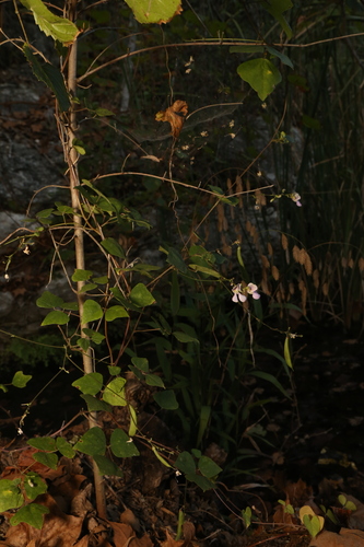Phaseolus texensis, photograph 6