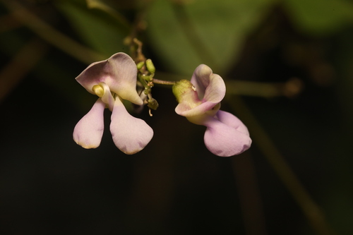 Phaseolus texensis, photograph 5