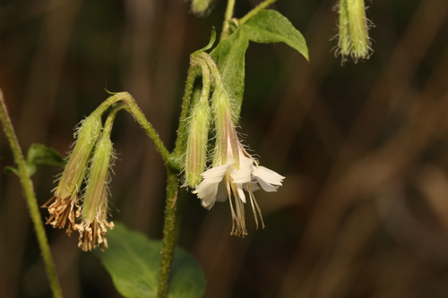 Canyon rattlesnake root (Nabalus carrii)