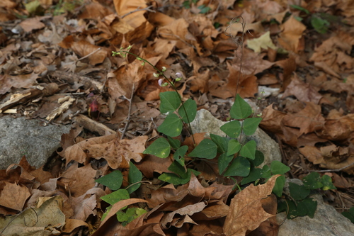 Phaseolus texensis, photograph 3