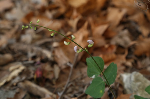 Phaseolus texensis, photograph 2
