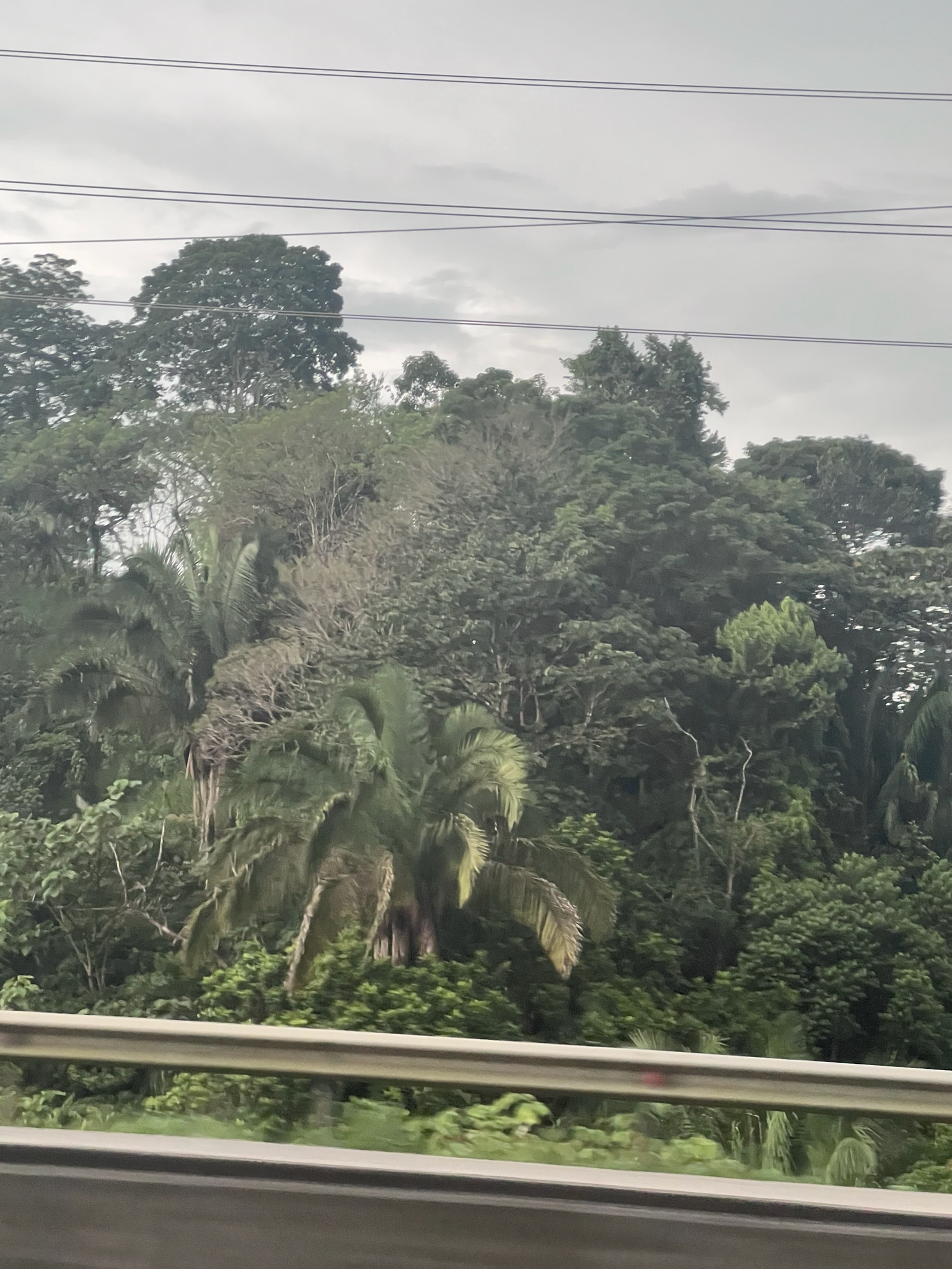 Kuakish (Attalea butyracea)