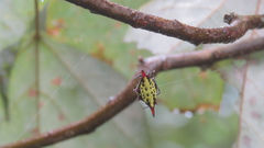 Gasteracantha sauteri