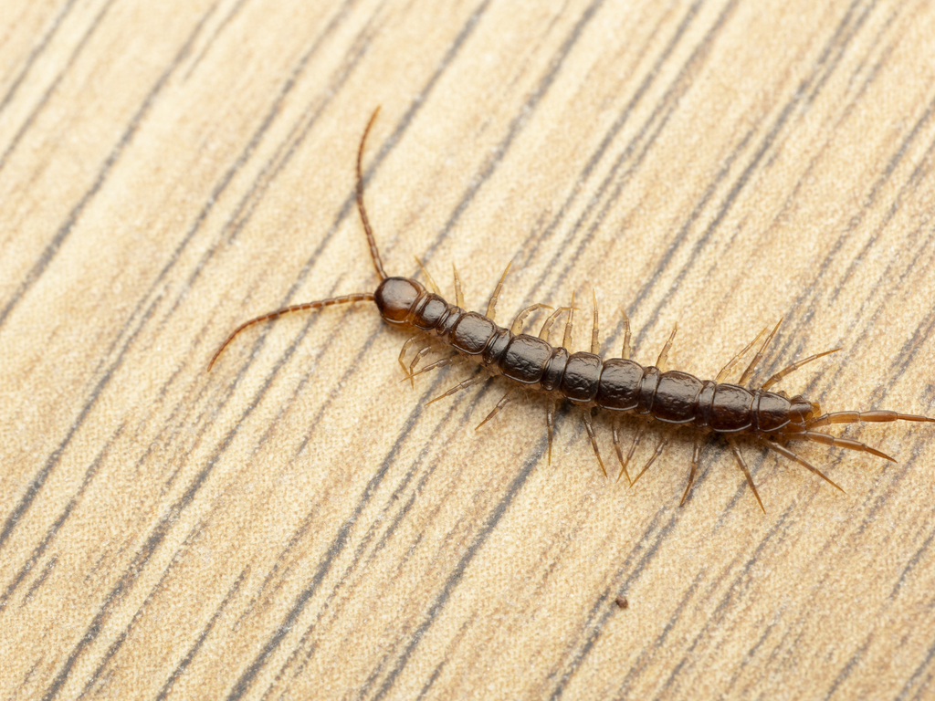 Lithobiidae from Alberni-Clayoquot, BC, Canada on September 26, 2025 at ...