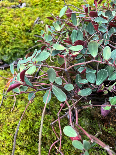 Peperomia sandwicensis observed 2025-09-30
