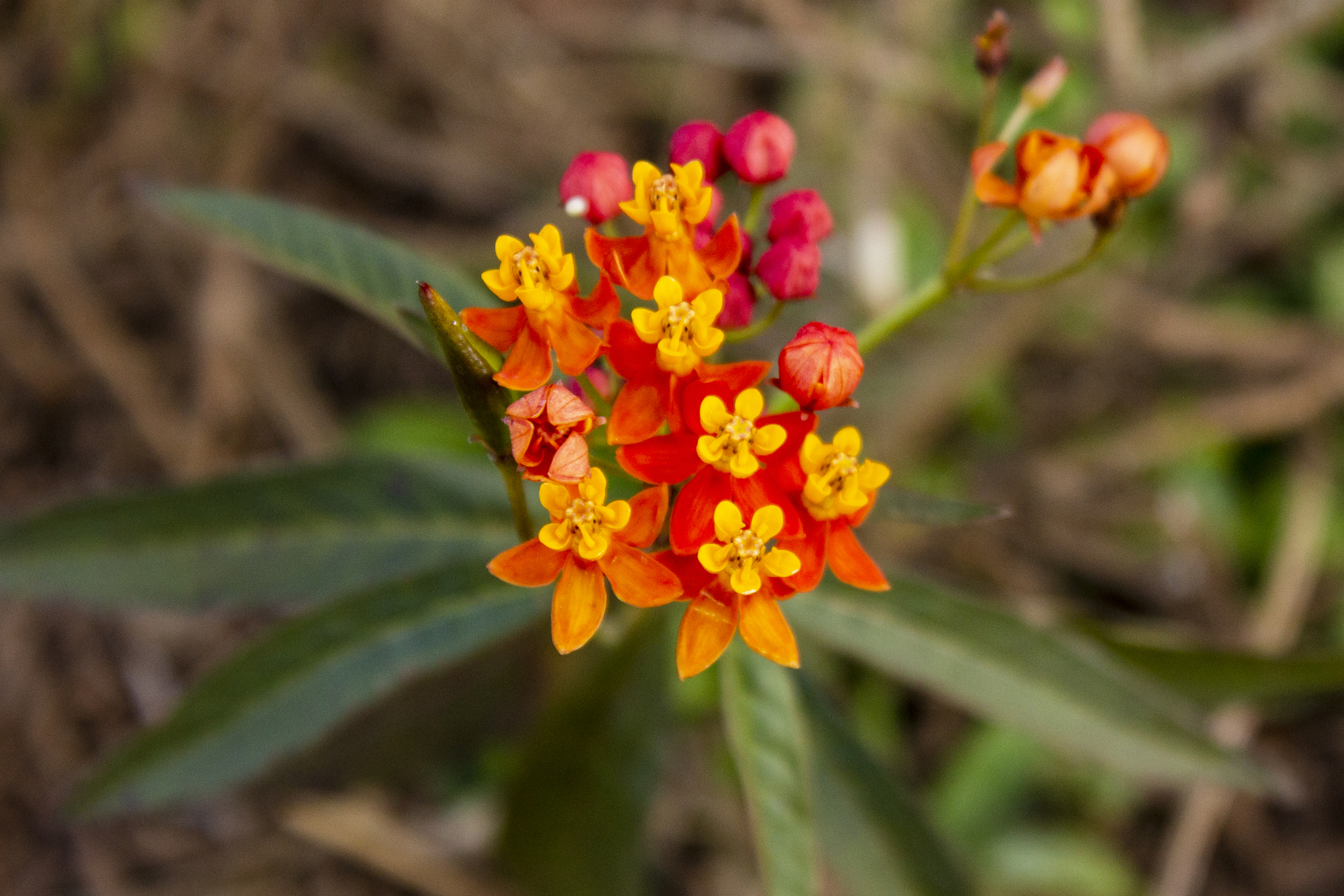 Asclepias curassavica