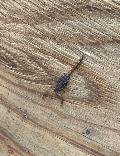 Hentz Striped Scorpion photo 5