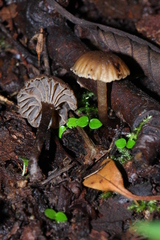 Camarophyllopsis