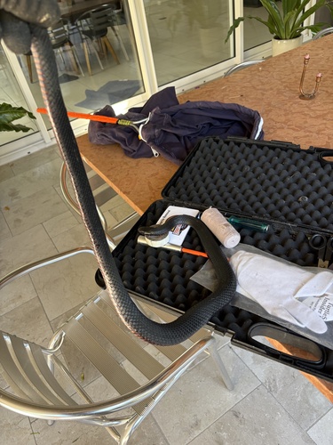 Red-bellied Black Snake sighting