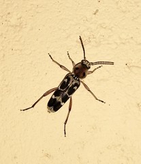 Xylotrechus subscutellatus