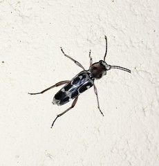 Xylotrechus subscutellatus