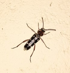Xylotrechus subscutellatus