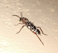 Xylotrechus subscutellatus