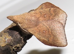 Leipoxais peraffinis