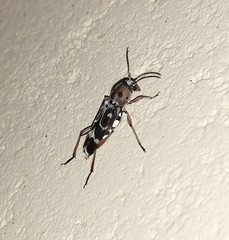 Xylotrechus subscutellatus