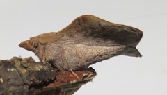 Leipoxais peraffinis