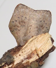 Leipoxais peraffinis