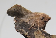 Leipoxais peraffinis