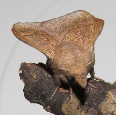 Leipoxais peraffinis