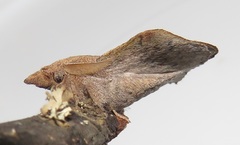 Leipoxais peraffinis