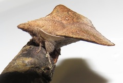 Leipoxais peraffinis