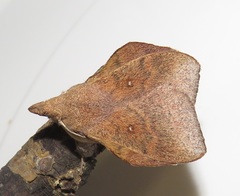 Leipoxais peraffinis