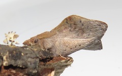 Leipoxais peraffinis