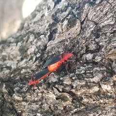 Dysdercus fulvoniger