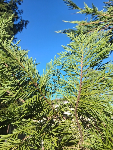 Cupressus leylandii, photographed by an iNaturalist contributor