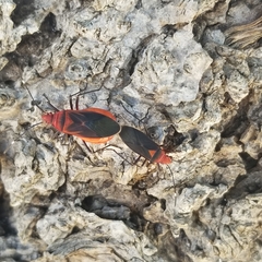 Dysdercus fulvoniger