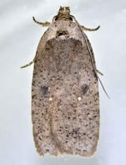Agonopterix argillacea