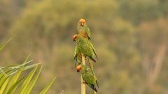Aratinga auricapillus