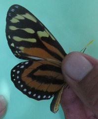 Lycorea halia atergatis