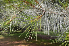 Pinus maximartinezii
