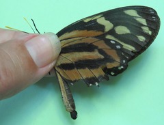 Lycorea halia atergatis